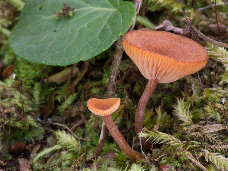 Lactarius omphaliformis